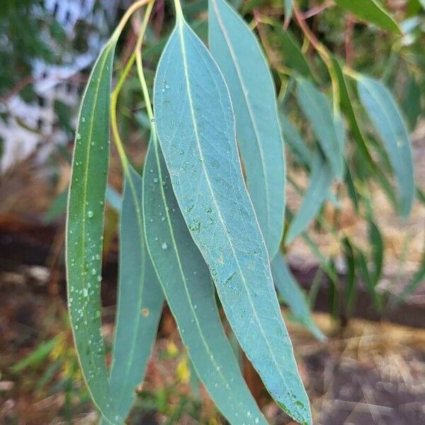 Eucalyptus leucoxylon Листок