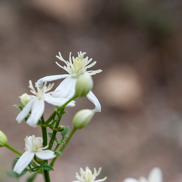 Clematis flammula Flower