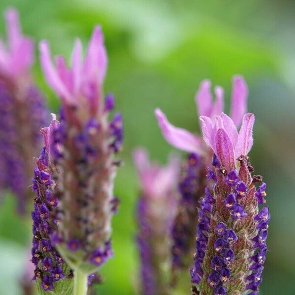 Lavandula stoechas Květ