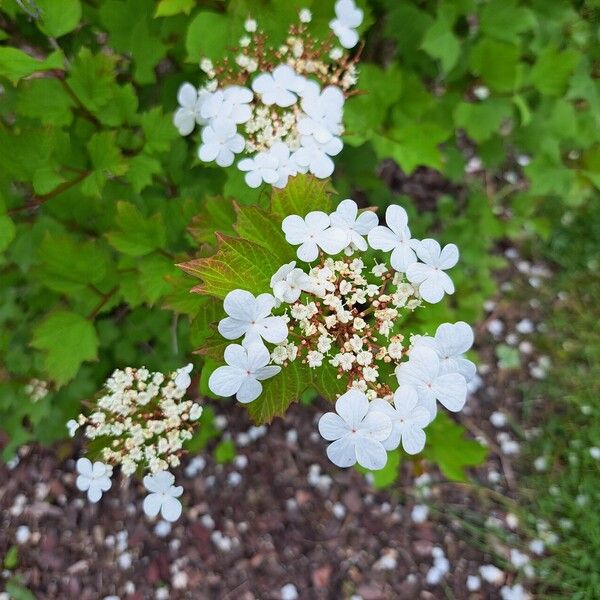 Viburnum sargentii Flower