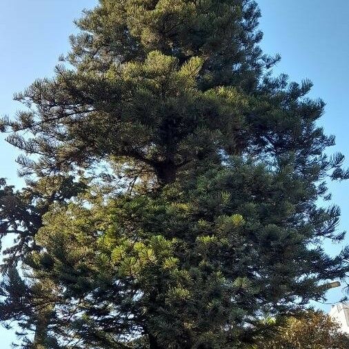 Araucaria heterophylla Habit