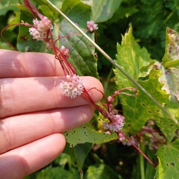 Cuscuta europaea Flor