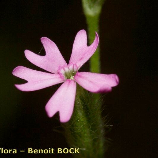 Silene scabriflora Flower