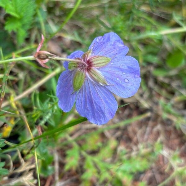 Geranium pratense Çiçek