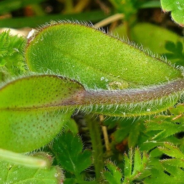 Myosotis ramosissima Leaf