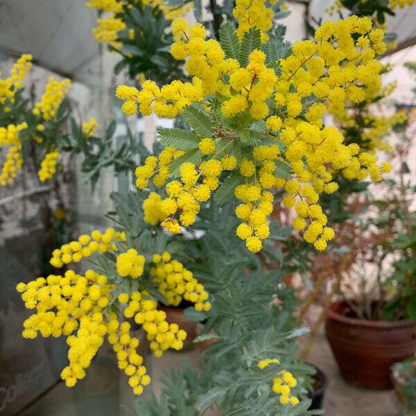 Acacia baileyana പുഷ്പം