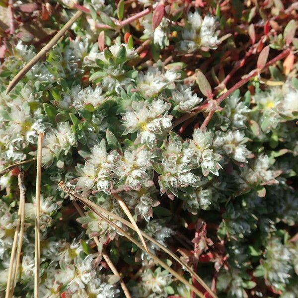 Paronychia capitata Flower