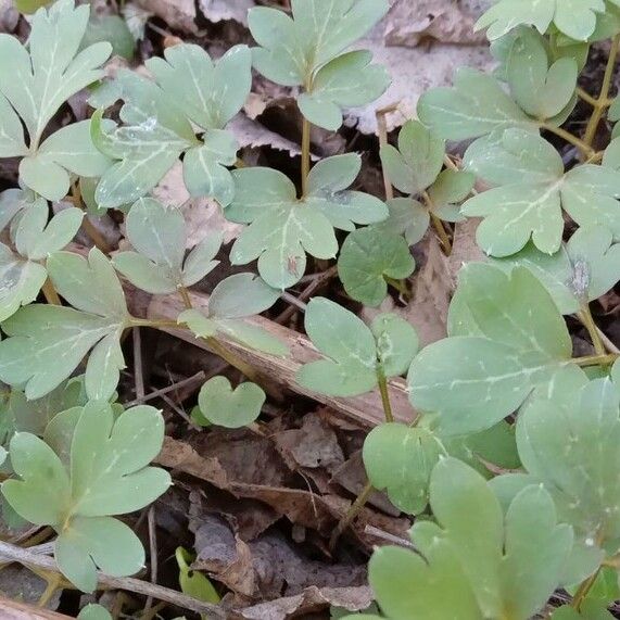 Adoxa moschatellina Blad