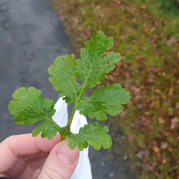 Chelidonium majus Feuille