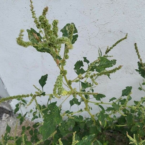 Amaranthus tortuosus 花