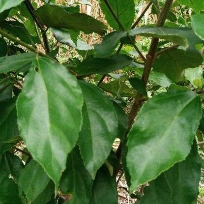 Ficus exasperata পাতা