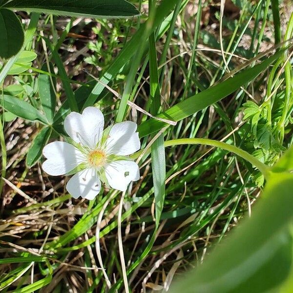 Potentilla alba Floare