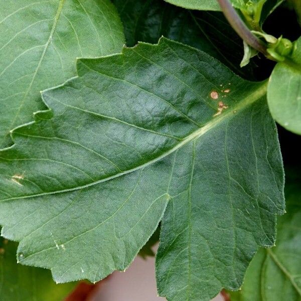 Dahlia pinnata Blatt