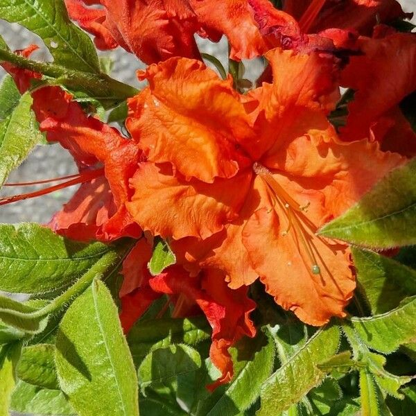 Rhododendron calendulaceum Blomma