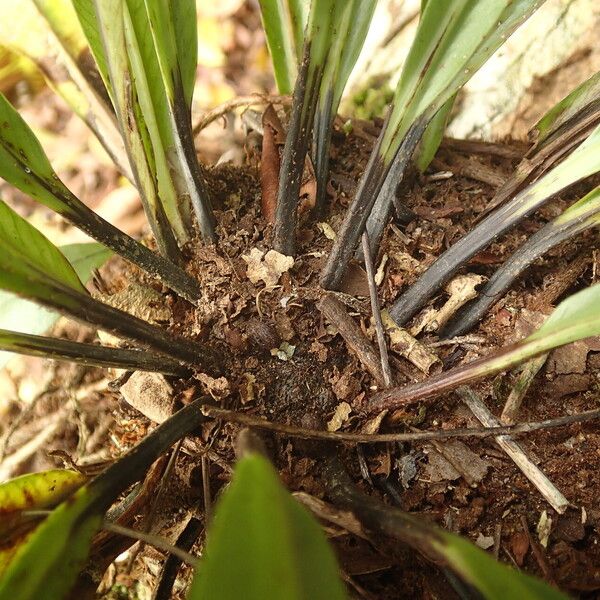 Asplenium africanum その他の提案