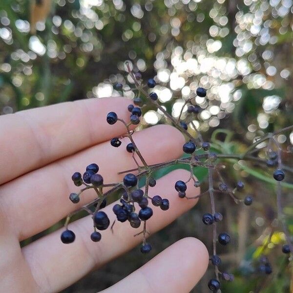 Miconia minutiflora Vili