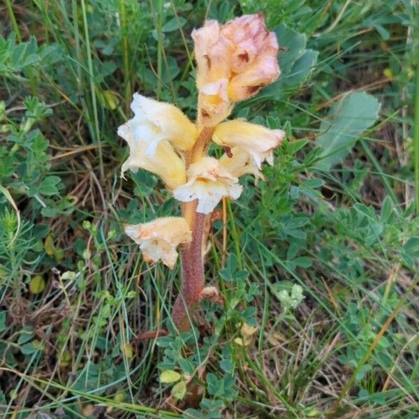 Orobanche lutea Blomma