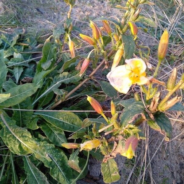 Oenothera glazioviana Žiedas