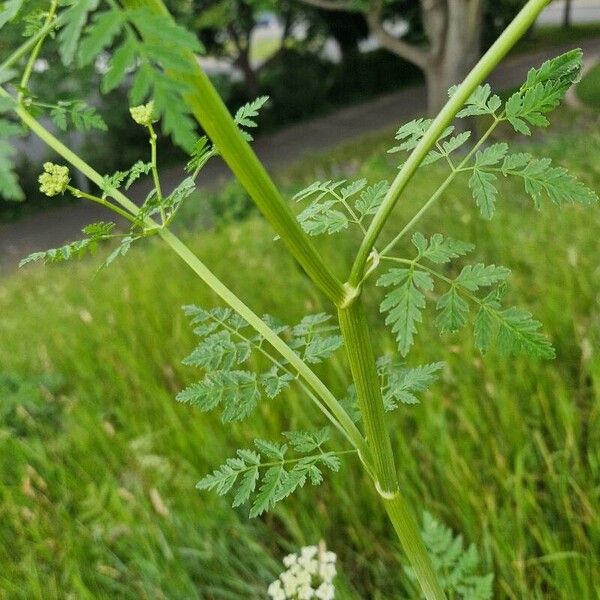 Conium maculatum Levél