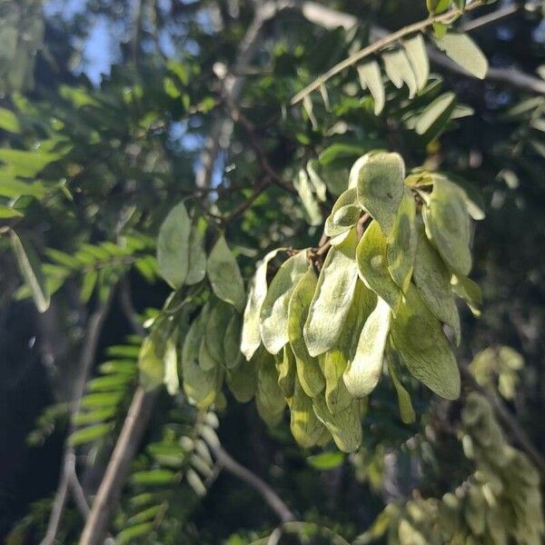 Dalbergia brasiliensis Frucht