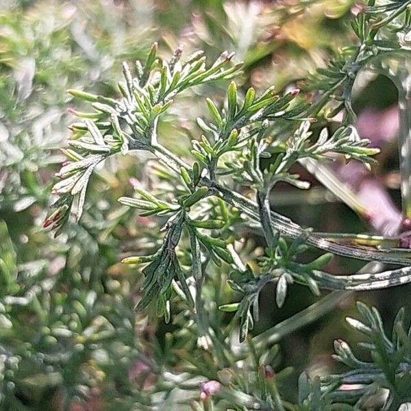 Artemisia abrotanum Fuelha