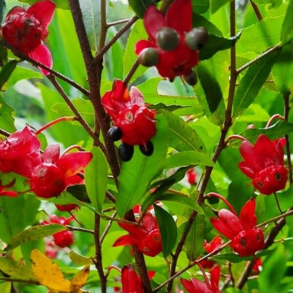 Ochna serrulata Fruit