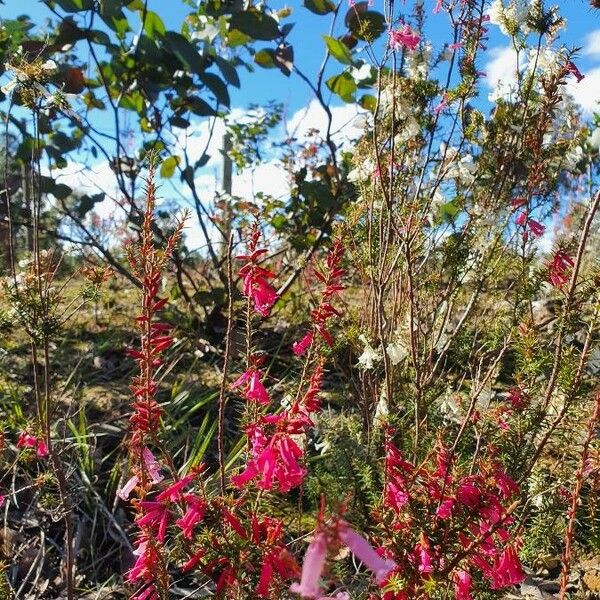 Epacris impressa Flower