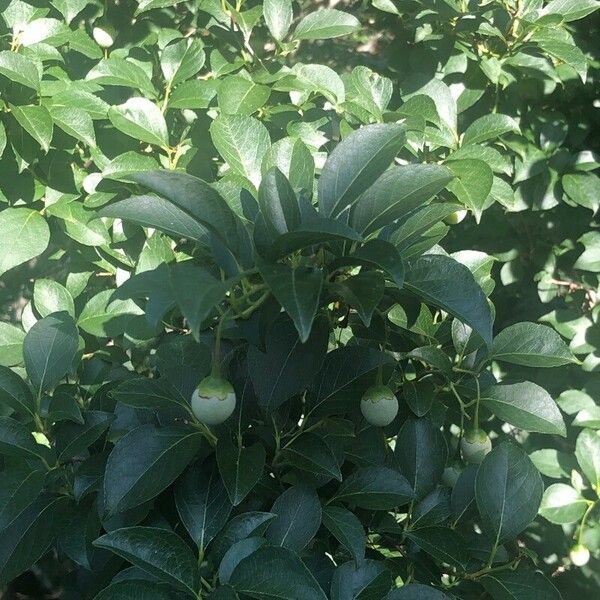 Styrax japonicus Blad