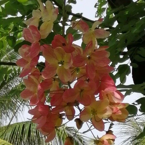 Cassia javanica Blomma