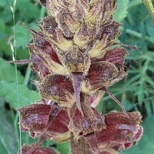 Orobanche minor Fleur