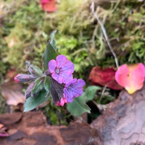 Pulmonaria obscura Flower