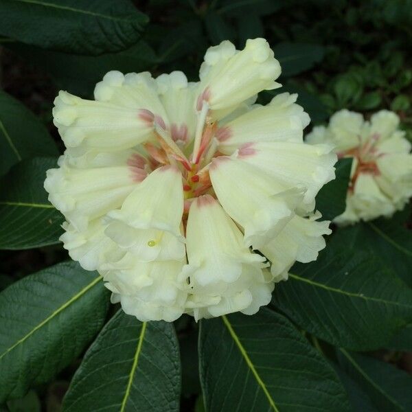 Rhododendron sinofalconeri Flower