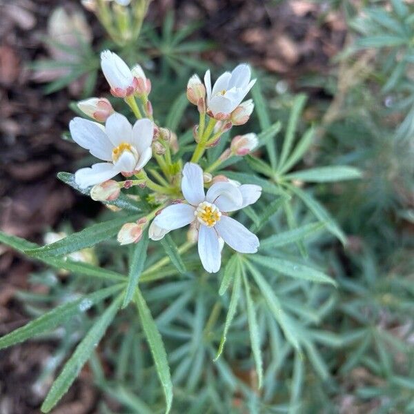 Choisya dumosa Cvet