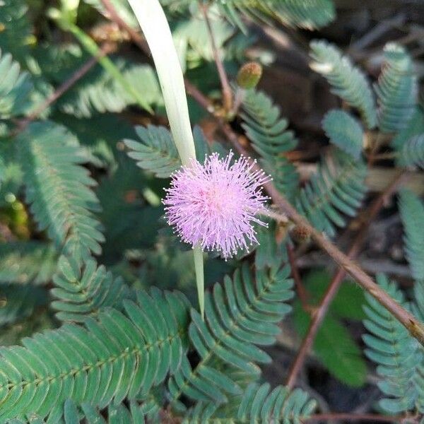 Mimosa pudica Flower