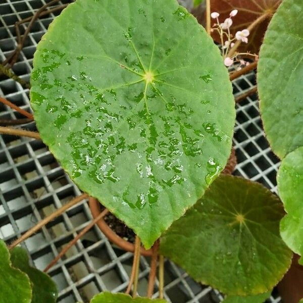 Begonia goegoensis Blatt