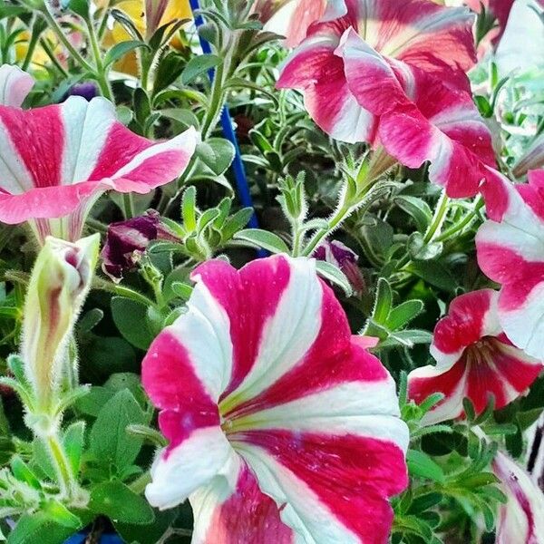 Petunia × atkinsiana Blodyn