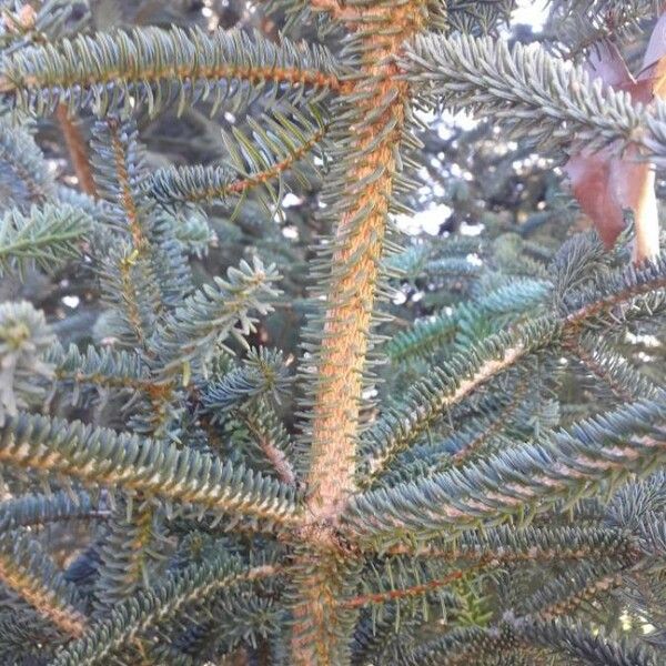 Abies pinsapo List