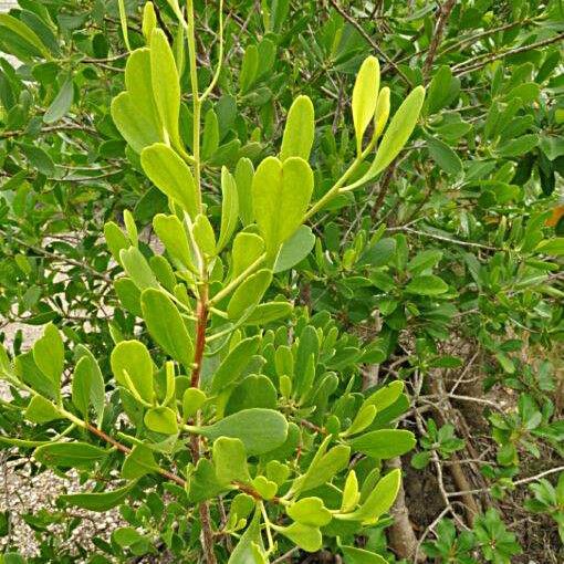 Lumnitzera racemosa Habit