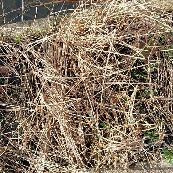 Typha minima Leaf