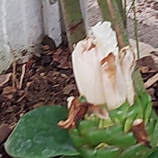 Costus dubius Flors