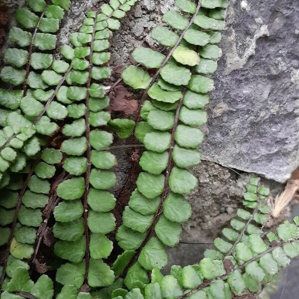 Asplenium trichomanes برگ