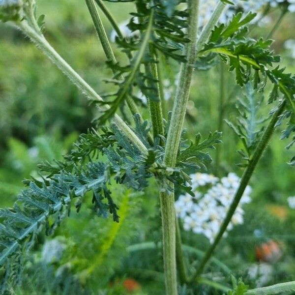 Achillea nobilis Escorça