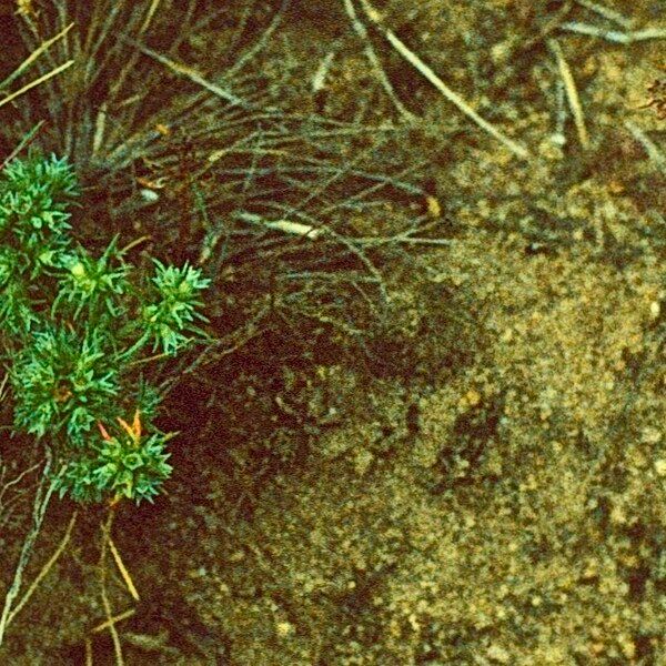 Scleranthus annuus Flower