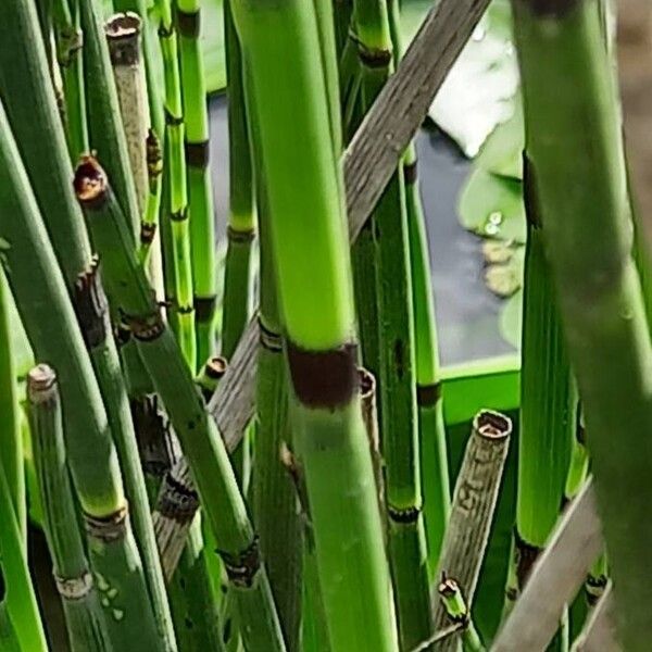 Equisetum hyemale Rinde