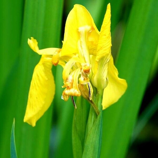 Iris pseudacorus Blomst