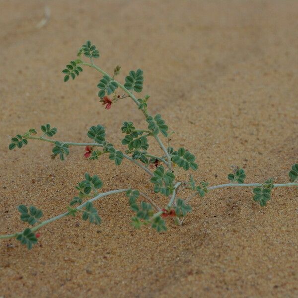 Indigofera argentea Характер