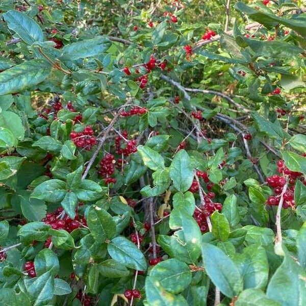 Shepherdia canadensis 葉