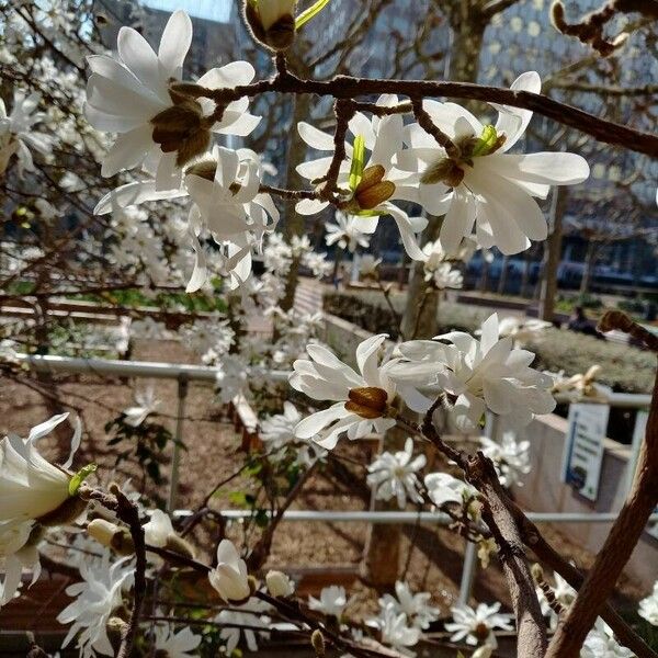 Magnolia stellata Інше