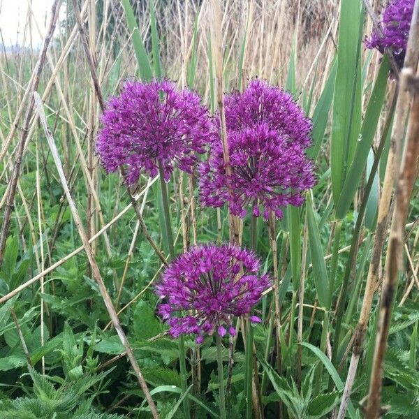 Allium ampeloprasum 花