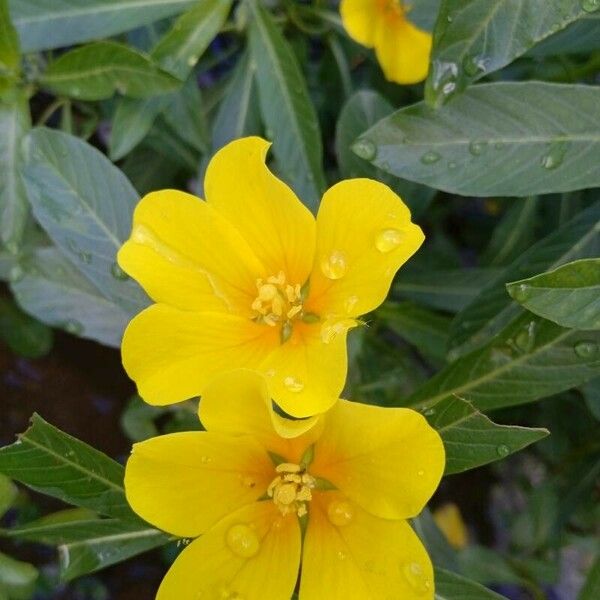 Ludwigia grandiflora Flower